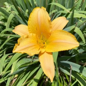 Meet your Posher, Posh